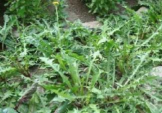 薺菜癌癥病人能吃嗎？乳腺癌能吃薺菜嗎？