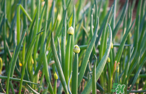 薺菜和蔥能一起吃嗎？薺菜餃子可以放蔥嗎？