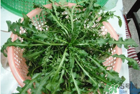 野生薺菜孕婦能吃嗎？野薺菜孕婦可以吃嗎？