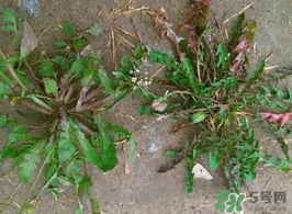 野生薺菜孕婦能吃嗎？野薺菜孕婦可以吃嗎？