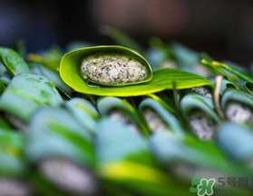 蒿子粑粑能吃嗎？蒿子粑粑可以吃嗎？