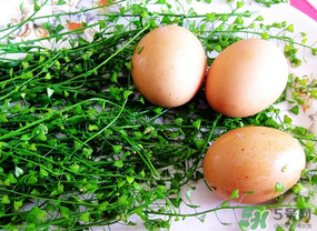 三月三吃什么煮蛋？三月三用什么煮雞蛋？