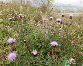 三月三可以掃墓嗎？三月三能掃墓嗎？