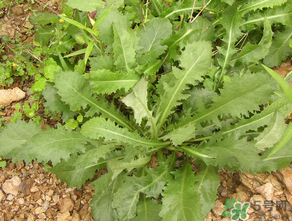 薺菜可以天天吃嗎？薺菜一天吃多少最好？