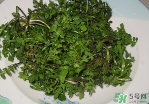 薺菜水有什么好處？薺菜水的功效與作用