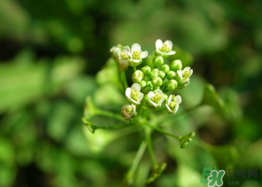 薺菜水有什么好處？薺菜水的功效與作用
