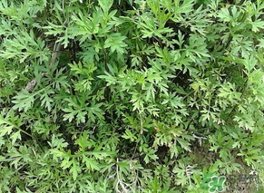 蒿子是發(fā)物嗎？蒿子是不是發(fā)物嗎？