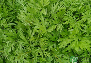 蒿子是發(fā)物嗎？蒿子是不是發(fā)物嗎？