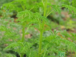 蒿子是發(fā)物嗎？蒿子是不是發(fā)物嗎？