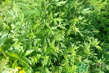 艾草是哪個季節(jié)的？艾草是什么季節(jié)采摘？