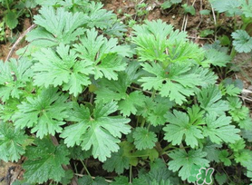 蒿子是艾葉嗎？蒿子和艾葉的區(qū)別