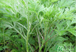 蒿子怎么保存？蒿子能放速凍保存嗎？