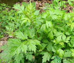 蒿子怎么保存？蒿子能放速凍保存嗎？