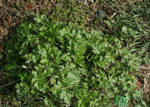 ?蒿子怎么去除苦味？?蒿子粑粑苦是什么原因？