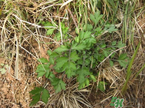 ?蒿子怎么去除苦味？?蒿子粑粑苦是什么原因？