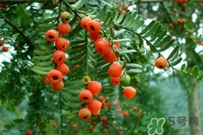 紅豆杉的營(yíng)養(yǎng)價(jià)值 紅豆杉的功效與作用 紅豆杉的營(yíng)養(yǎng)價(jià)值 紅豆杉的功效與作用