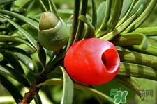 紅豆杉的營(yíng)養(yǎng)價(jià)值 紅豆杉的功效與作用 紅豆杉的營(yíng)養(yǎng)價(jià)值 紅豆杉的功效與作用