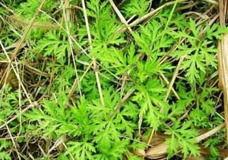 ?蒿子怎么去除苦味？?蒿子粑粑苦是什么原因？