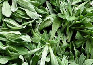 清明草是艾草嗎？清明菜是什么草？