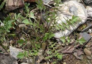 野生薺菜孕婦能吃嗎？野薺菜孕婦可以吃嗎？