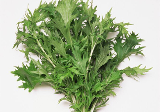 艾草是寒性的嗎？艾草是涼性的嗎？