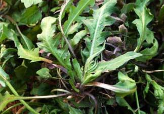 苦瓜和薺菜能一起吃嗎？薺菜和苦瓜能一起炒嗎？