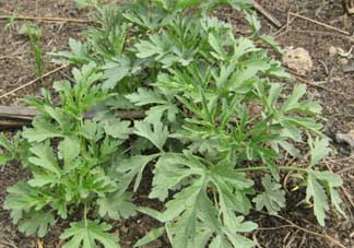 蒿子怎么保存？蒿子能放速凍保存嗎？