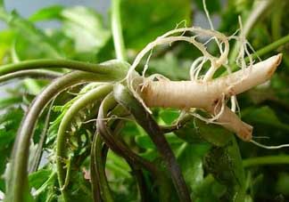 薺菜和蘑菇能一起吃嗎？薺菜和菇類能一起吃嗎？