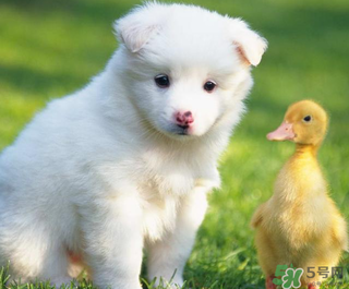 狗狗能吃薺菜嗎？狗吃了薺菜會(huì)生病嗎？