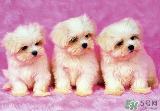 狗狗能吃薺菜嗎？狗吃了薺菜會(huì)生病嗎？