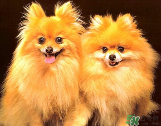 狗狗能吃薺菜嗎？狗吃了薺菜會(huì)生病嗎？