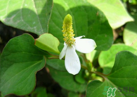 薺菜和魚(yú)腥草能一起吃嗎？薺菜和魚(yú)腥草可以同時(shí)泡茶嗎？