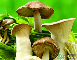 薺菜和蘑菇能一起吃嗎？薺菜和菇類能一起吃嗎？