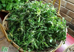 乙肝能吃薺菜嗎？乙肝病人可以吃薺菜嗎？