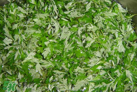 蒿子什么時候有？蒿子什么時候長？