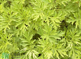 蒿子什么時候有？蒿子什么時候長？