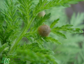 青蒿能吃嗎？青蒿可以吃嗎？