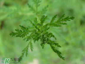 青蒿能吃嗎？青蒿可以吃嗎？