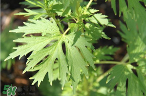 青蒿能吃嗎？青蒿可以吃嗎？