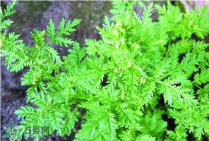 吃青蒿有好處嗎？青蒿的功效與作用