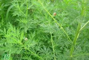 吃青蒿有好處嗎？青蒿的功效與作用