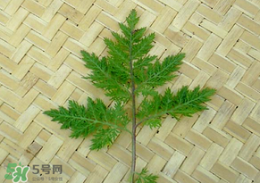 吃青蒿有好處嗎？青蒿的功效與作用