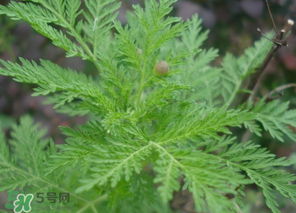 蒿子怎么做好吃？蒿子能涼拌嗎？