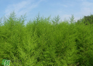 蒿子怎么做好吃？蒿子能涼拌嗎？