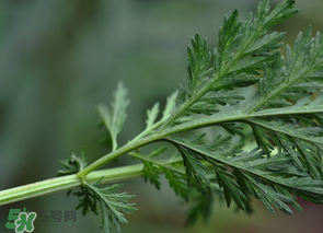 蒿子怎么做好吃？蒿子能涼拌嗎？