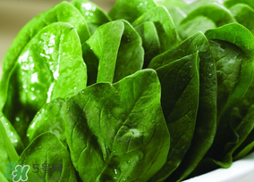 菠菜汁和面菠菜還焯嗎？菠菜汁和面需要焯水嗎？