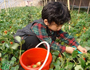 清明節(jié)還有草莓嗎？清明節(jié)的草莓能吃嗎？