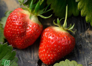 清明節(jié)還有草莓嗎？清明節(jié)的草莓能吃嗎？