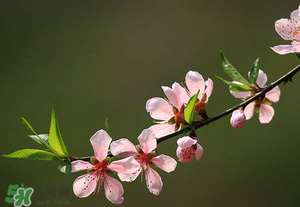 清明節(jié)還有桃花嗎？清明節(jié)去哪里看桃花？