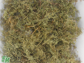 青蒿可以泡水喝嗎？青蒿能泡水喝嗎？